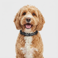 The Essential Collar