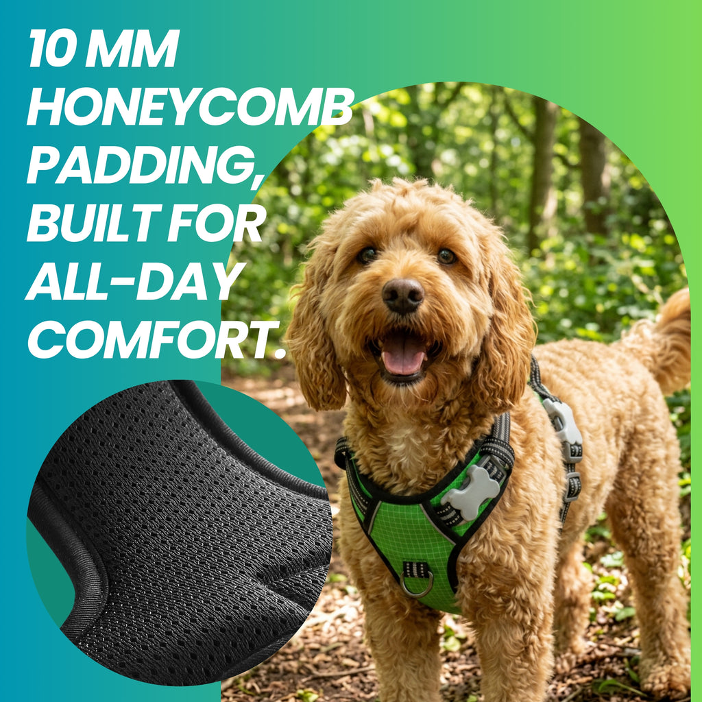 The Explorer Harness - Green
